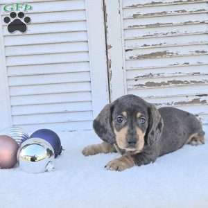 Ralph, Dachshund Puppy